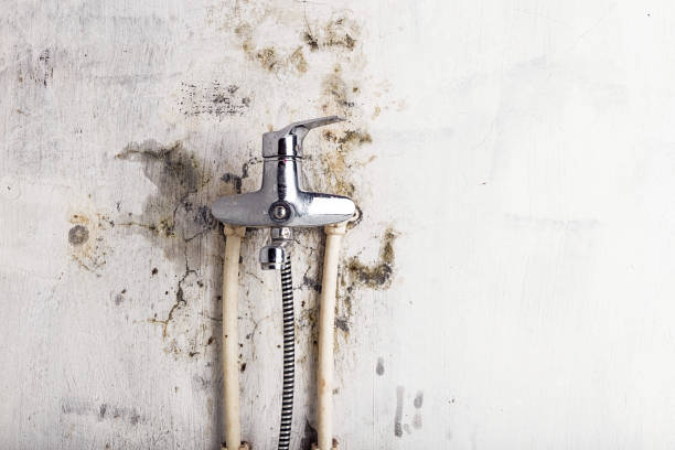 Best Black Mold Remediation in Cactus, TX