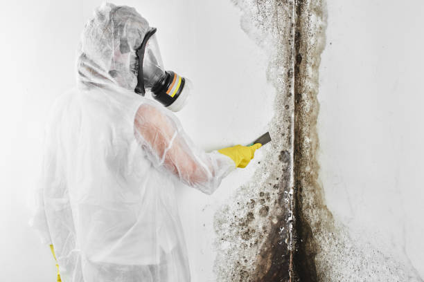 Professional Mold Remediation in Cactus, TX