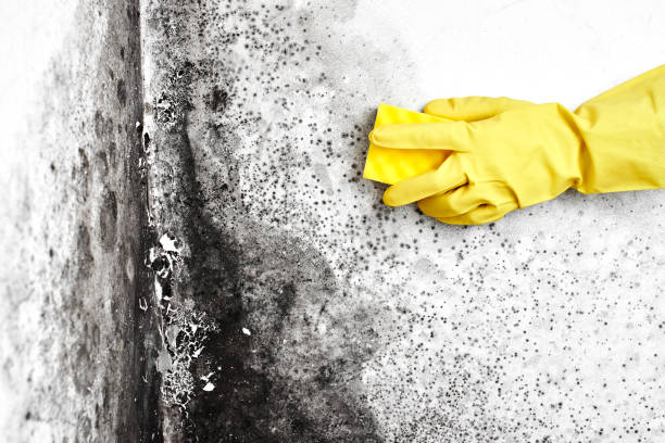 Best Residential Mold Remediation in Cactus, TX