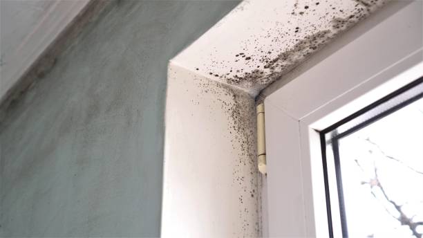Best HVAC Mold Remediation in Cactus, TX