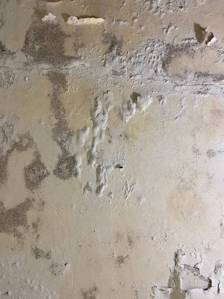 Best Mold Testing and Inspection Services in Cactus, TX