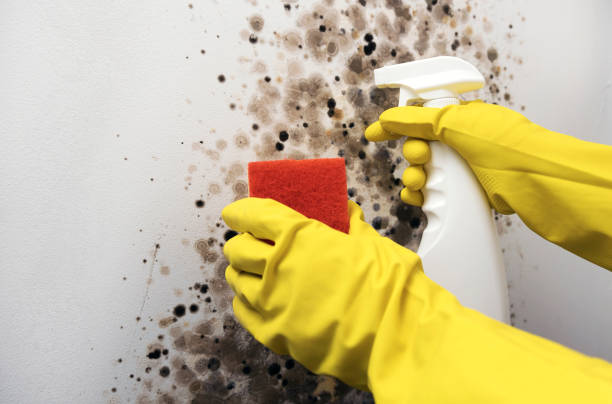 Best Health and Safety Mold Remediation in Cactus, TX