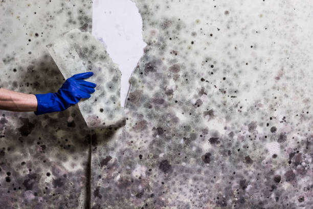 Best Basement Mold Remediation in Cactus, TX
