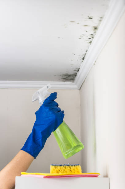 Best Industrial Mold Remediation in Cactus, TX